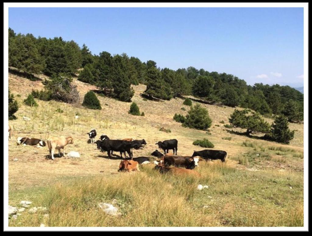 3.4 Populasyon Büyüklüğünün Azalmasına Neden Olan Faktörler Arazi çalışmaları esnasında yapılan gözlemler ışığında alanda yoğun bir şekilde inek, keçi ve koyun otlatılmasının gerçekleştiği ve
