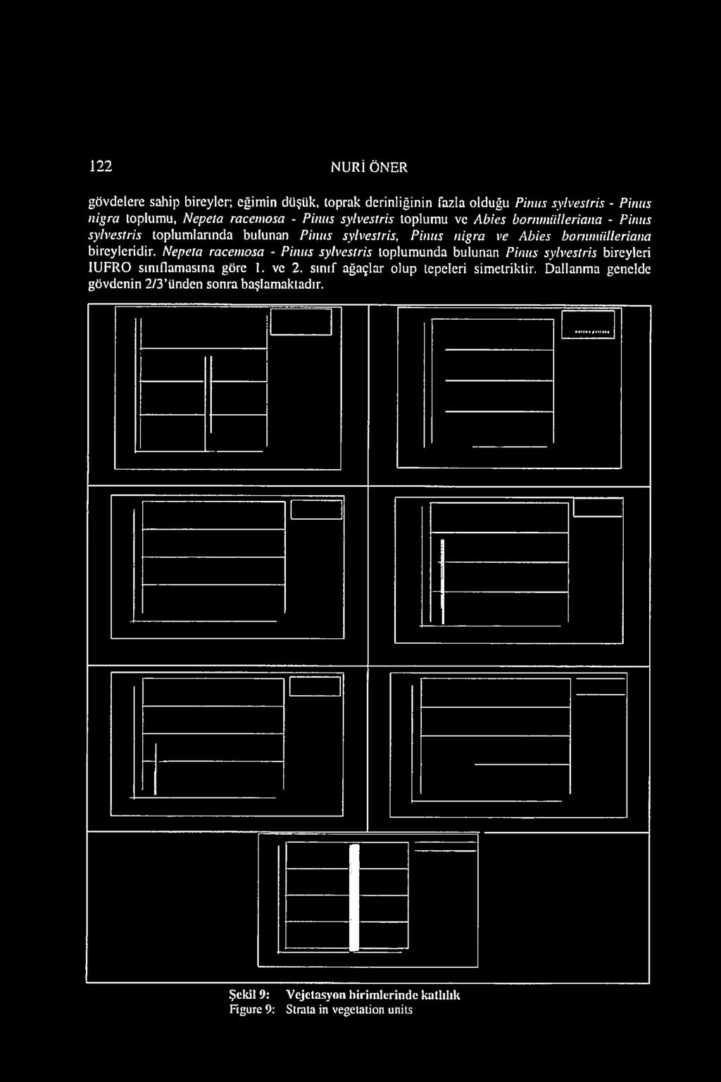 bireyleridir. Nepeta racemosa - Piıuıs sylvestris toplumunda bulunan Pinııs sylvestris bireyleri IUFRO sınıflamasına göre 1. ve 2.