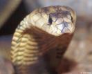 Elapidae (Kobralar) Bu ailede bulunan yılanlar küçük yuvarlak başlara ve yuvarlak bir pupillaya sahiptirler.
