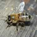 Arılar Genel olarak saldırgan değillerdir; ama, kovanları ve kendileri rahatsız edildiğinde saldırganlaşırlar. Arıların dikenli-sokucu cihazları 50 µg kadar zehiri boşaltmaya yarayan 2 iğne içerir.