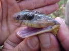 Colubridae (Su yılanları) Colubridae ailesi dünyadaki yılanların 2/3 sini kapsar ve 1400 türü mevcuttur.