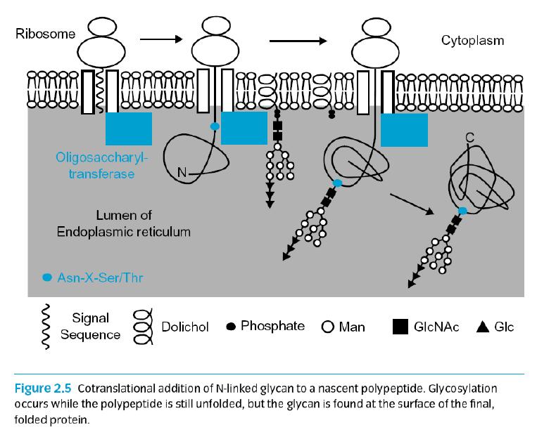 6. Oligosakkaritlerin Polipeptide Blok Halinde Taşınması ve Oligosakkariltransferazlar Oligosakkaritlar GER lümeninde meydana gelir.