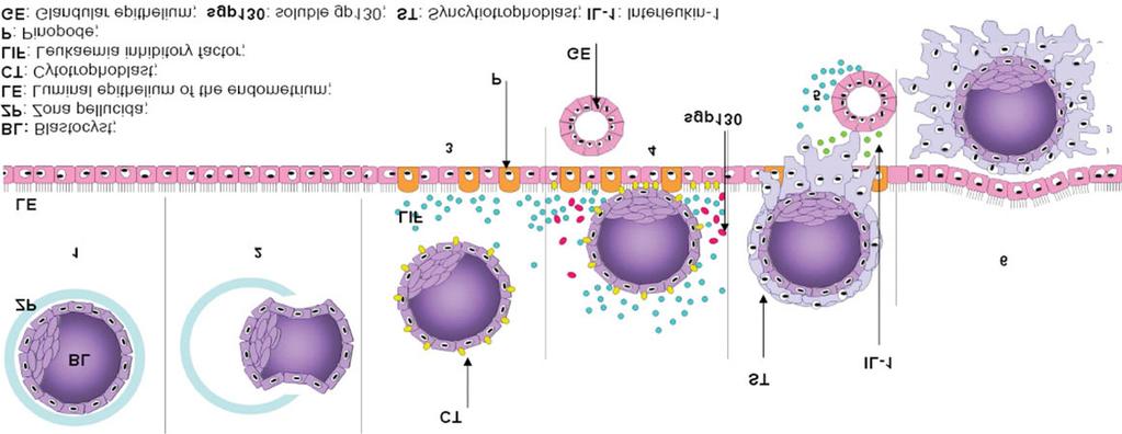 22 aralarında, embriyo- endometriyum hücreleri birbirleriyle endokrin, parakrin ve otokrin ürünlerle haberleşme halindedir (121). İmplantasyon 5 döneme ayrılmaktadır (123, 124).