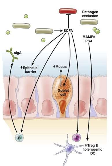 Kısa Zincirli yağ asitlerinin (SCFA ler) İmmünomodülatör Etkileri - Mukus salınımını tenkler. Epitel bütünlüğüne katkıda bulunur.