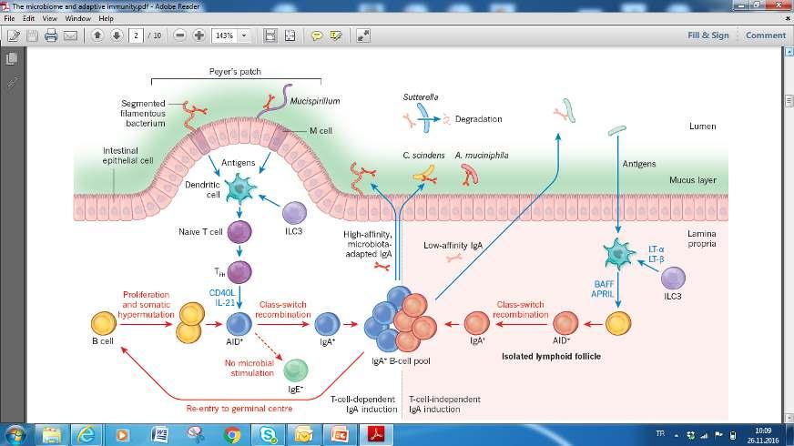 Mikrobiyotanın IgA Sentezindeki Rolü AID: Activation-induced