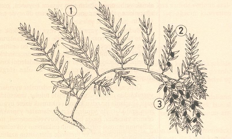 Budama Fizyolojisi Şekil 1: Zeytin ağacının