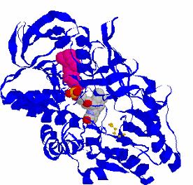 7 Kolesterol oksidaz steroitlerin izomerizasyonunu ve oksidasyonunu sağlayan koenzim FAD taşıyan bir enzimdir [10, 12]. Enzimin protein yapısında 492 tane amino asit kalıntısı vardır.