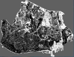 (g) Şekil 5.10 (devam): 1984 yılına ait LANDSAT-TM uydu görüntüsüne uygulanan farklı spektral indeksler (a) NDVI, (b) NDBI, (c) NDISI, (d) SVI, (e) BRBA, (f) Toprak indeksi, (g) BCI.