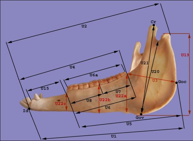 mandibulası Tablo 1. Erkek ve dişi mandibulasında ölçülen uzunlukların ortalama ve standart sapma değerleri. Makrometrik Erkek Dişi Makrometrik Erkek Dişi Ölçümler Ölçümler U1 393.64±2.41 394.70±1.