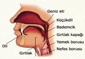 Yutağın soluk alıp vermede k görev se alınan havayı soluk borusuna taşımakdır. Gırtlak Kıkırdak yapıda olan gırtlak soluk borusu ve yutak arrasında yer almaktadır.