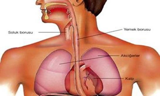 Soluk Borusu Kıkrıdak b r yapıya sah p olan soluk borusu gırtlak le akc ğer arasında yer almaktadır. >> OKUYUNCA ŞAŞIRACAKSINIZ: B yoloj Hakkında İlg nç B lg ler?