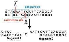 3 tip RE vardır : Tip l, Tip ll, Tip lll Tip I ve Tip lll RE hem restriksiyon hem de metilasyon aktivitesine sahiptirler. Her ikisi de DNA yı tanıma bölgelerinin dışında bir yerden keserler.