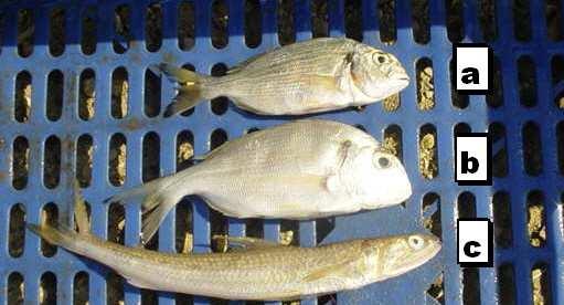 Şekil 3.4. Yan ürün olarak yakalanan balık türleri a. Sparus sp., b. Sparus sp., c. Atherina boyeri 3.1.