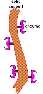 Adsorbsiyon; enzim moleküllerinin taşıyıcıların yüzeyine adsorblanmaları esasına dayanır. Kolay bir yöntemdir. Şekil 1.22. de verilmiştir. Şekil 1.22. Adsorbsiyon (www.istanbul.