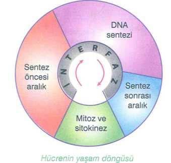 Yukarıdaki olaylar, aşağıdaki deneylerle desteklenmiştir. 1. Hiçbir müdahale yapılmadan izlenen hücre (kontrol grubu) 2.