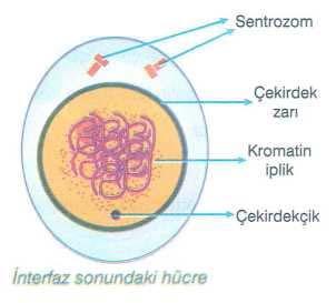 Büyümeye bırakılmış ancak, belirli bir büyüklüğü geçtiğinde kesilmiş hücre İnterfaz: İnterfaz; hücrenin bölünmeye hazırlandığı, büyüdüğü ve iç emrin verildiği bölünmeye hazırlık evresidir.