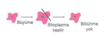 Gözlendiği hücrelere örnek olarak bakteri, amip ve kanser hücreleri verilebilir. Sonuç: Hücrelerin belirli bir büyüme sınırı vardır.