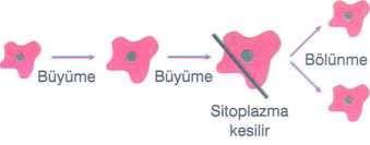 Hücre büyüklüğü bu sınıra ulaştığında ise, sitoplazma küçültülse bile, iç emir verilmiştir, DNA kendini eşlemiştir ve hücre bölünecektir.
