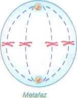 Çekirdek zarı ve çekirdekçik kaybolur. Metafaz: Sentrioller zıt kutuplara yerleşmiştir. Kromozomlar hücrenin ekvatorunda dizilir ve iğ ipliklerine bağlanır.