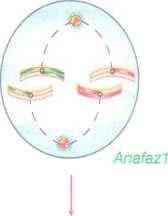 Kromozomlar kromatin ipliğe dönüşür. Telofaz 2 yi, sitokinez izler ve monoploit (n) kromozomlu 4 hücre oluşur.