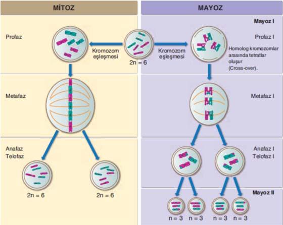 Kromozom sayısı yarıya iner. Oluşan hücrelerin genetik yapısı ana hücreyle aynıdır.