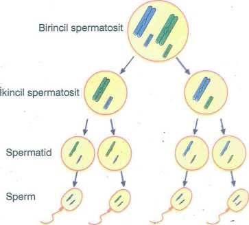 Dişide meydana gelen gametogeneze oogenez; erkekte meydana gelen gametogeneze spermatogenez denir. Oogenez: Dişi bireyde gerçekleşir. Her oogenez sonucu 1 yumurta hücresi meydana gelir.