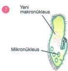 mikronükleus içeren 4 yeni hücre meydana gelir. Bakterilere, virüsler aracılığı ile de gen aktarımı söz konusu olabilir.