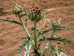 Şekil 1: C.scolymus un Doğadaki Görünümü 19 2.1.2. Cynara L. Cinsi C. scolymus L., Sp. Pl. 827(1723) Syn: C. cardunculus L. var. sativa Moris, Fl. Sard. 2:460 (1840-3). Ic: reichb., Ic.Fl. Germ. 15:t.