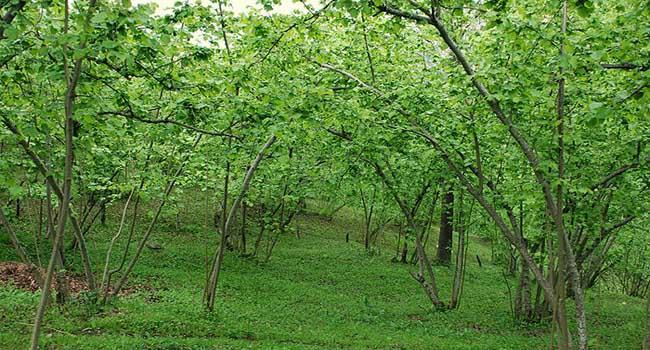 Azotlu gübrenin kullanılması, Kök ve dip sürgünü temizliği yılda iki kez yapılır. Her yıl en az bir kez fındığın budanması ve fındık kurdu ilaçlaması yapılır.