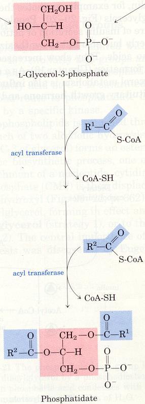 açil-coa dan gliserolfosfat açiltransferaz enzimiyle gliserol-3-fosfat ın 1. C una bir yağ asidi bağlanır ve mono açil gliserol fosfat (lizofosfatidat) meydana gelir. Daha sonra aynı enzimle 2.