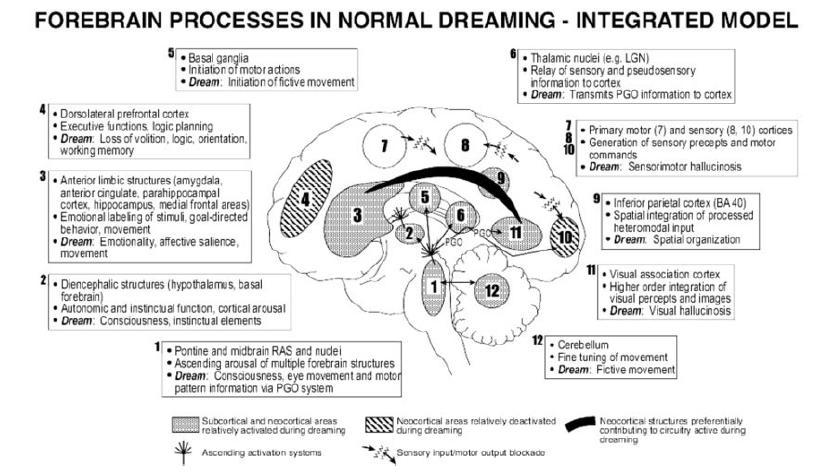 Kalbfleisch, M.L. (2004). Functional neuranatomy of talent. The Anatomical Record (part b), 277b:21 36.