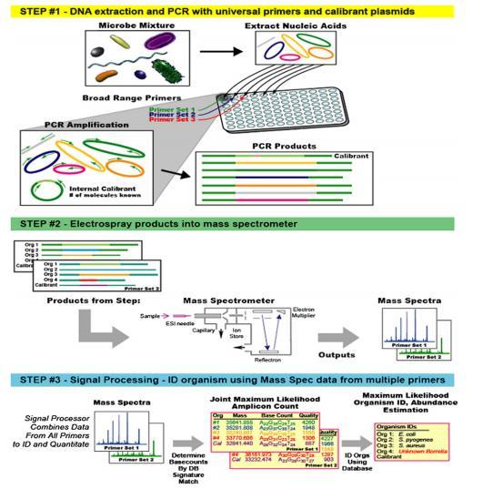 Kütle Spektrofotometresi: PCR Coupled to