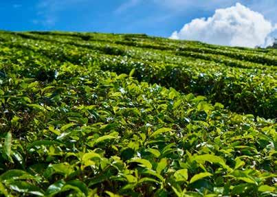 mantarları) bakteriler ile toprağın mikroflora ve mikrofaunasına canlılık kazandırır.