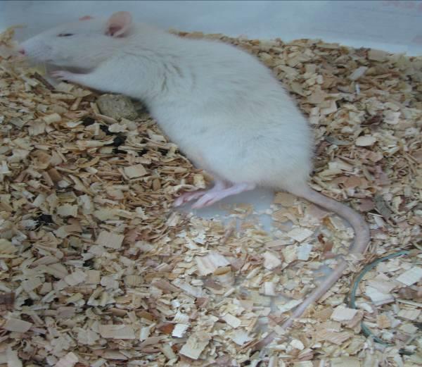 Antikoagulant Rodentisidlere Direnç Oluşumu Antikoagulant rodentisidlerden Warfarin in yaygın olarak kullanımı sonucu özellikle bu rodentiside karşı sıçan populasyonlarında direnç oluştuğu