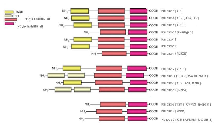 ġekil 10. Kaspazların yapısı Kaspaz ailesi iģlevlerine göre 3 gruba ayrılırlarβ. Bunlar ; baģlatıcı kaspazlar, bitirici (efektör) kaspazlar ve sitokinleri aktive eden enflamatuar kaspazlardır.