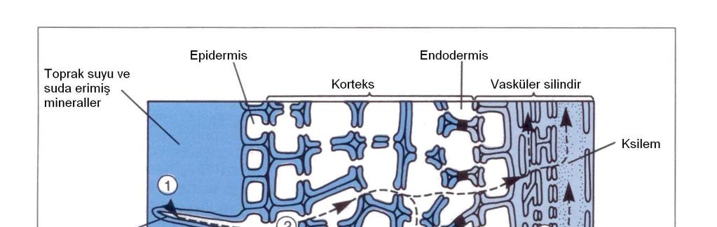 Endodermise kadar iletim bu yolla gerçekleşir (Kozlowski ve Pallardy,