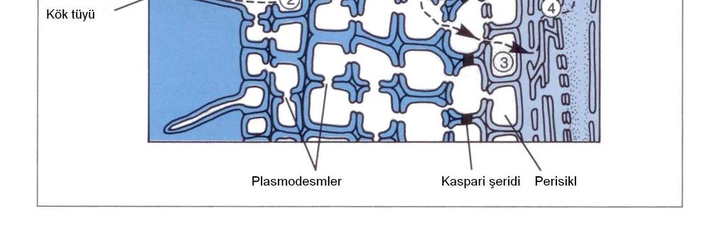 Kök tüyü ve çevresinde gerçekleşen kimyasal olaylarla mineral