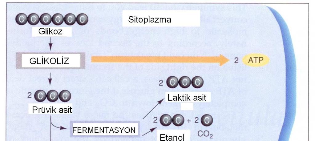 aşamanın sonlarına doğru 4 ATP üretilir. Sonuç olarak bu aşamada net 2 ATP oluşturulur. Bu aşamada ayrıca 4e - ve 4H + oluşur. Şekil 8.3.