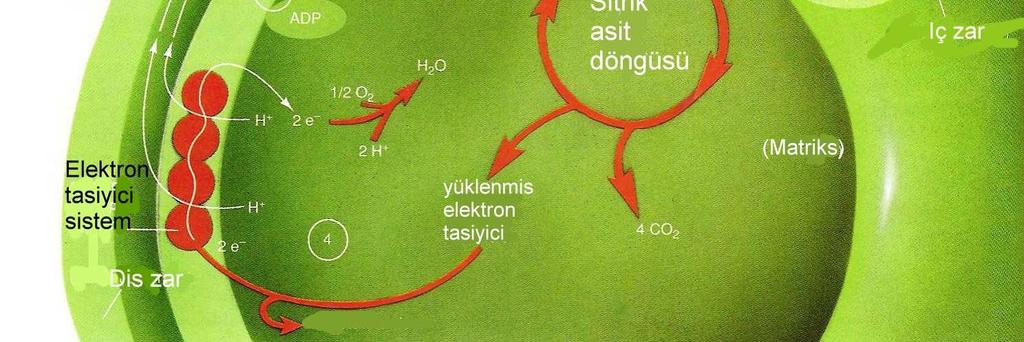 Bu olaya Oksidatif fosforilizasyon denir. Suyun oluşturulması olayına da Terminal forforilzasyon denir.