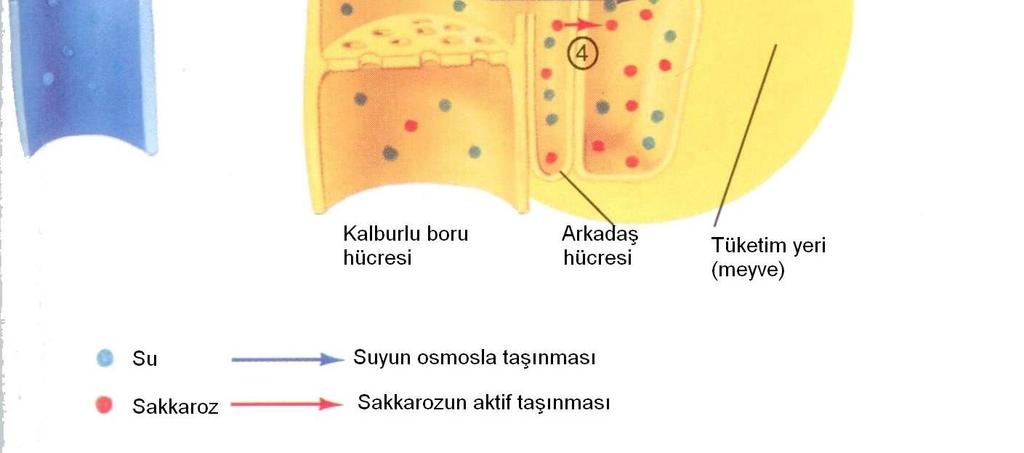 ksilemde taşınan suyun