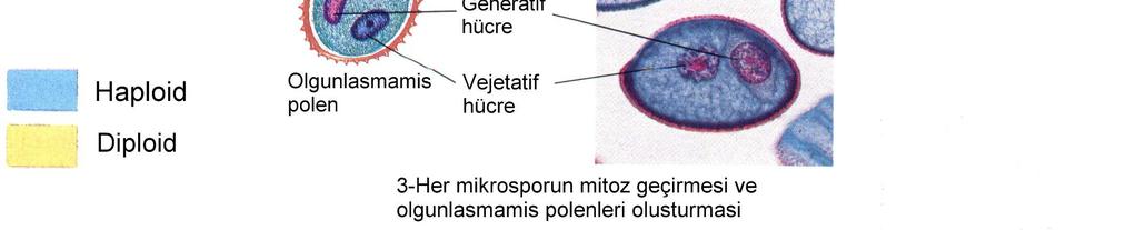 Bunlardan birisi vegetatif, diğeri de generatif çekirdektir. Vegetatif çekirdek daha büyüktür ve hücrenin ortasına yerleşir; daha bölünme yapmaz.