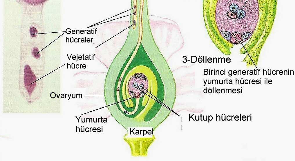 Böylece, çiçek tozu borucuğunu uzatmaya devam eder; borucuk yumurta hücresi yakınına kadar ulaştıktan sonra sinergit hücrelerinin birini delerek içeriğini boşaltır.