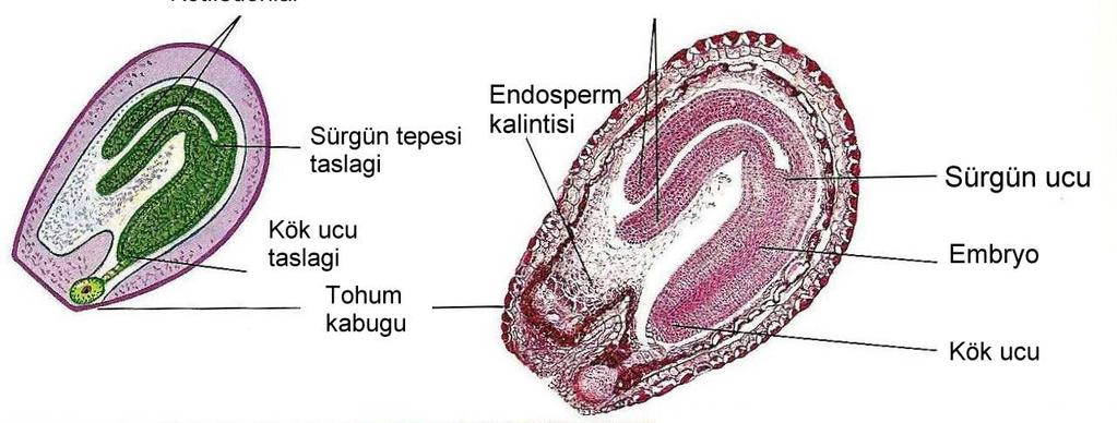 Meyvenin olgunlaşma aşamasında bir yandan fiziksel değişimler meydana gelirken (büyüme, sertlik ve renk değişimi gibi), diğer yandan kimyasal değişimler olur (koku, renk ve tat gibi).