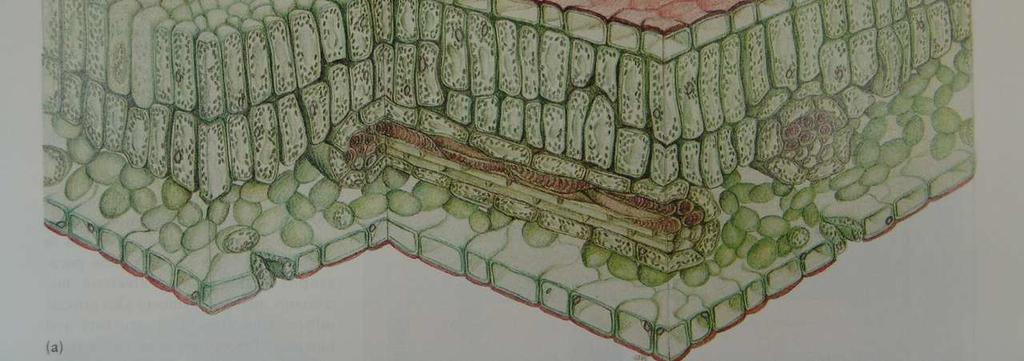 Üst ve alt kısımda tek sıralı epidermis, üst kısmın iç tarafında iki sıralı