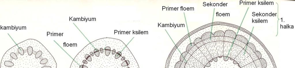 1.2.3. Çap Artımı (Sekonder Kalınlaşma) Odunsu bitkilerin, odunsu bitki olmaz özelliği kazanmasını sağlayan büyüme çap artımıdır.