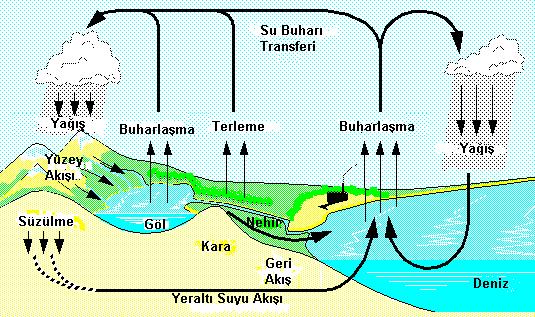 BÖLÜM III SUYUN ALINMASI VE İLETİMİ (KSILEM İLETİMİ) Su; yaşam için olmazsa olmaz koşullardan biri olup, doğada bir döngü halinde bulunmaktadır (Şekil 3.1).