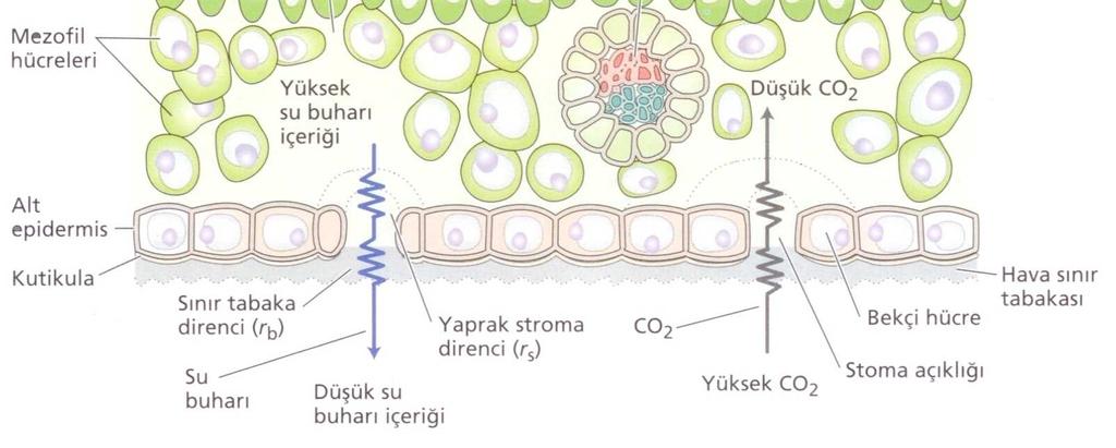 02) Şekil 4.2.Sıcaklık ve su buhar basıncının değişimi(kozlowski ve Pallardy, 1997) Transpirasyonda, su kaybında ters etki yapan yaprak direnci (ryaprak), yaprak yüzeyinde