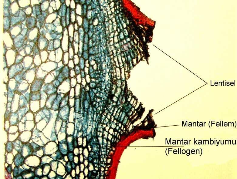 Şekil 4.4. Lentisel (Moore ve diğ., 1998) Transpirasyonun günlük seyri, gövdeli bitkilerde karakteristik bir özellik gösterir.