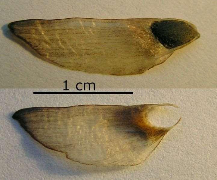 Tohum küçük 3-4 mm, kanat