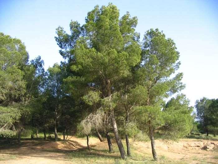 Pinus halepensis Halep çamı Akdeniz sahillerinin ve iç kesimlerinde tepeliklerin sıcak ve kurak topraklarının bilinen yaygın bir